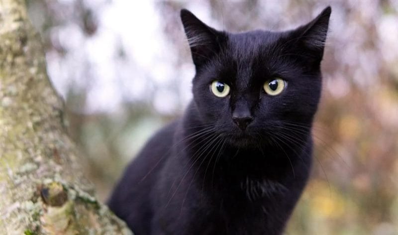 120 картинок с черными котами и котятами #51