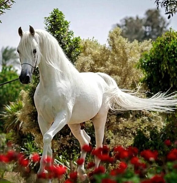 180 картинок с красивыми лошадьми #43