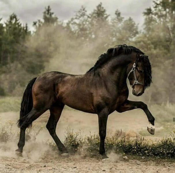 180 картинок с красивыми лошадьми #119