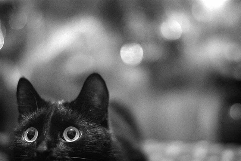 120 картинок с черными котами и котятами #52