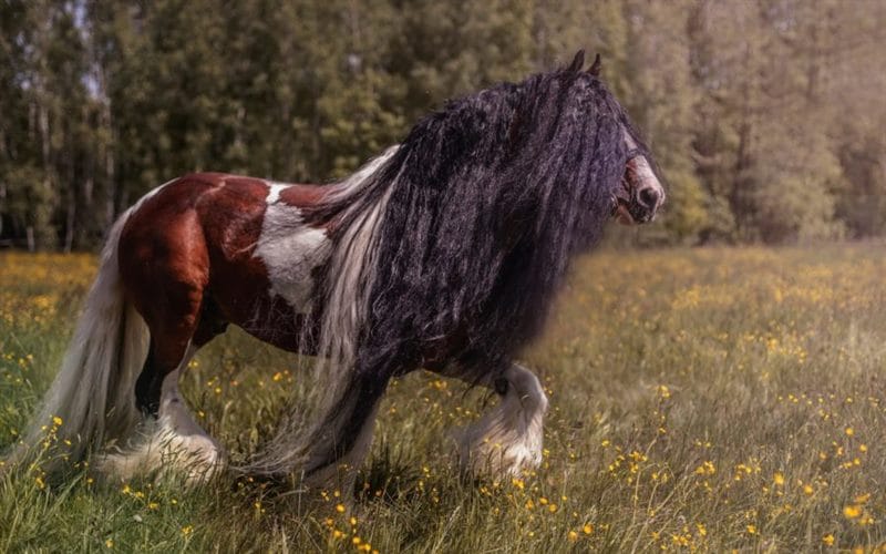 180 картинок с красивыми лошадьми #172