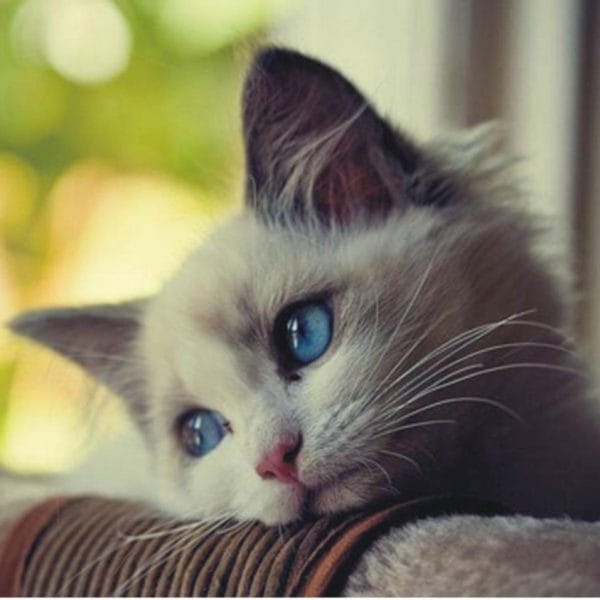 110 фото грустных и плачущих котиков и котят #49