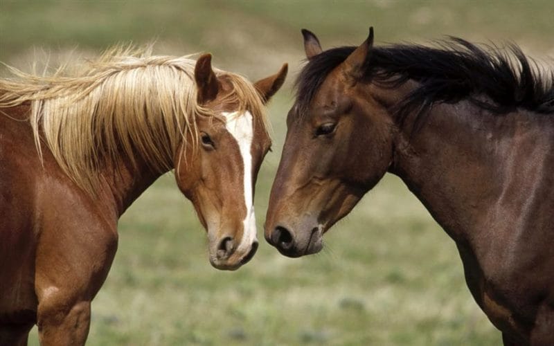 180 картинок с красивыми лошадьми #160