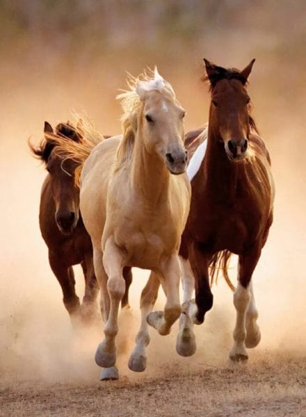 180 картинок с красивыми лошадьми #159