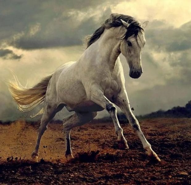 180 картинок с красивыми лошадьми #154