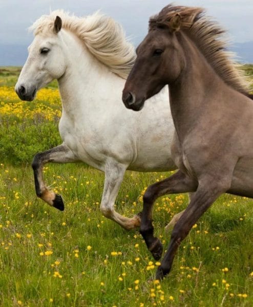 180 картинок с красивыми лошадьми #156