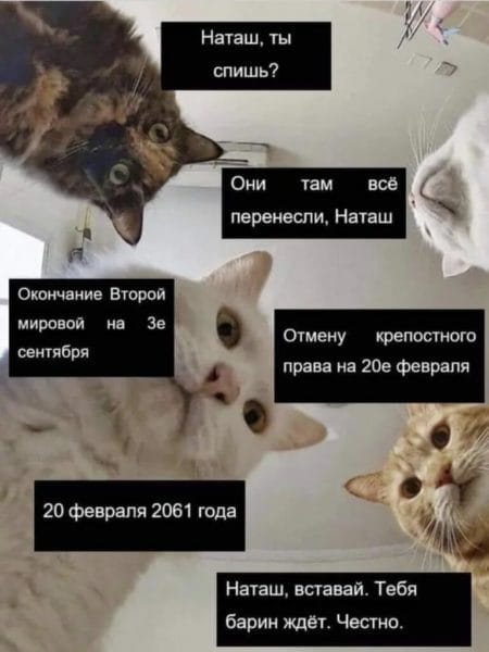 Топ 200 мемов с котиками 2023 #44