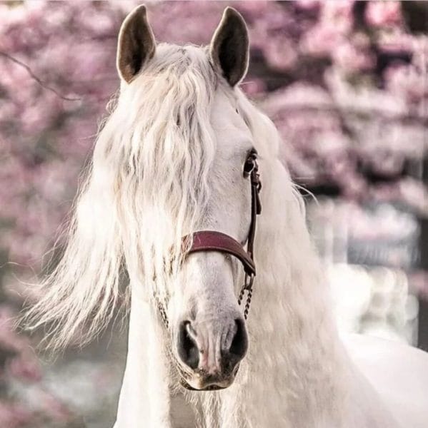180 картинок с красивыми лошадьми #6