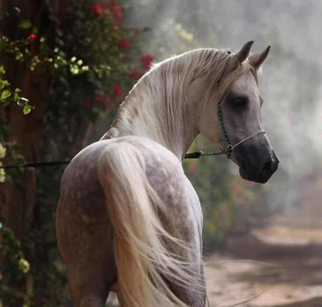180 картинок с красивыми лошадьми #101