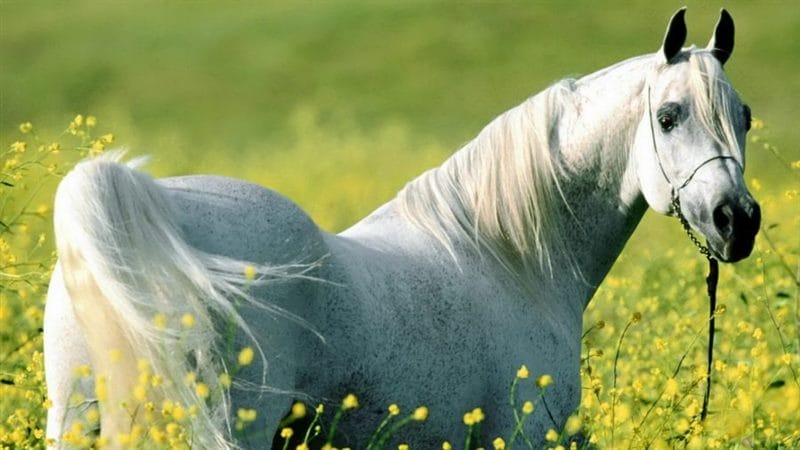 180 картинок с красивыми лошадьми #174