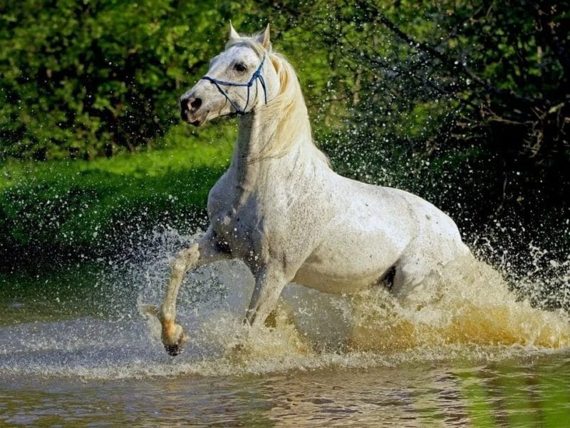 180 картинок с красивыми лошадьми #90
