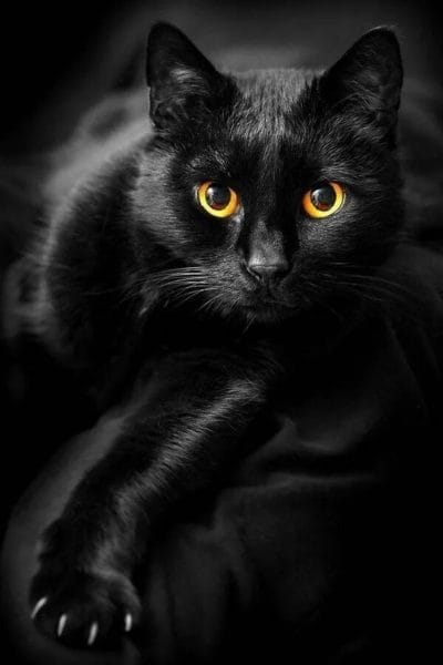 120 картинок с черными котами и котятами #29