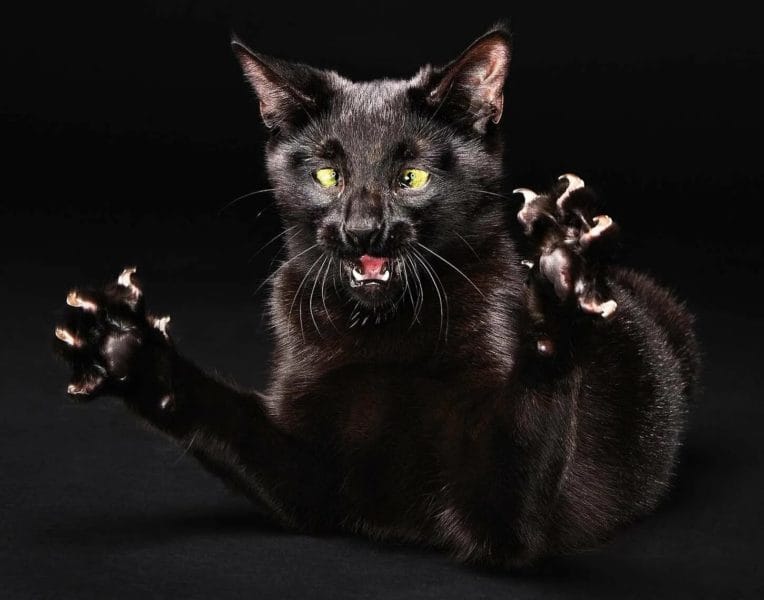 120 картинок с черными котами и котятами #44