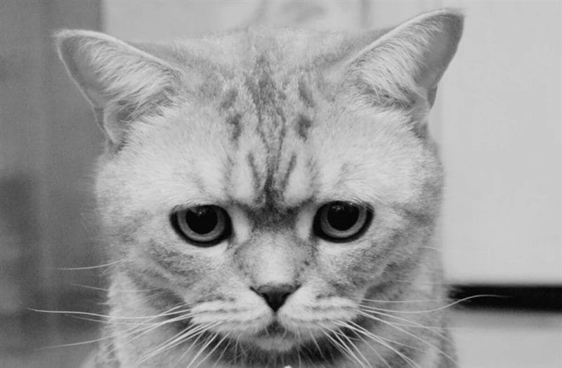 110 фото грустных и плачущих котиков и котят #74