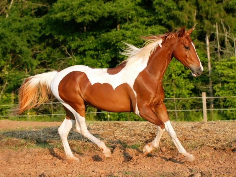 180 картинок с красивыми лошадьми #61