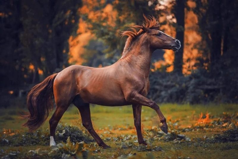 180 картинок с красивыми лошадьми #37