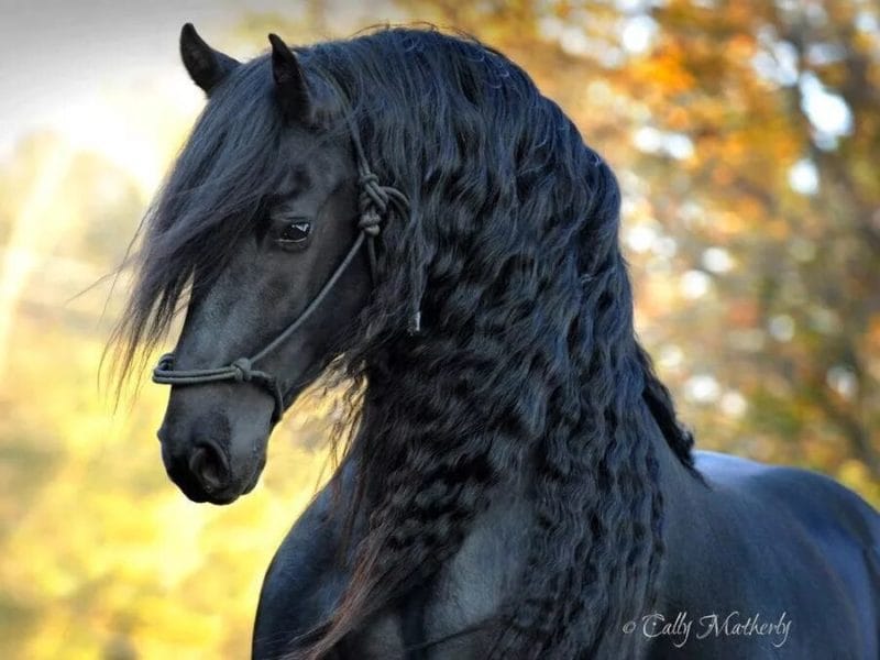180 картинок с красивыми лошадьми #85