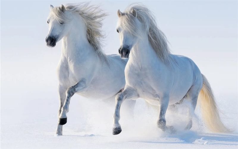 180 картинок с красивыми лошадьми #69