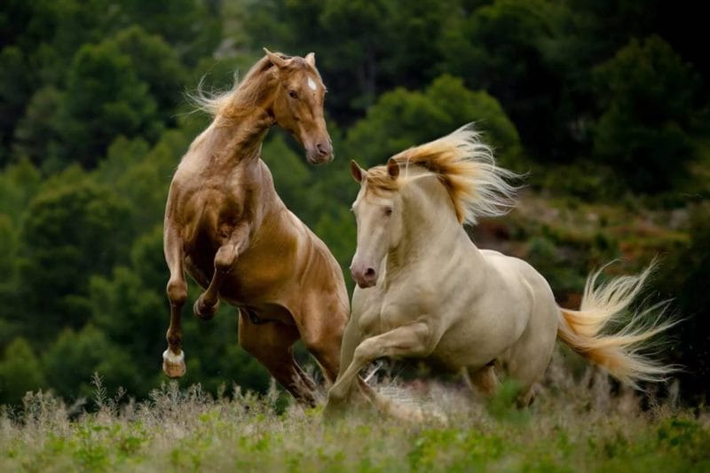 180 картинок с красивыми лошадьми #72