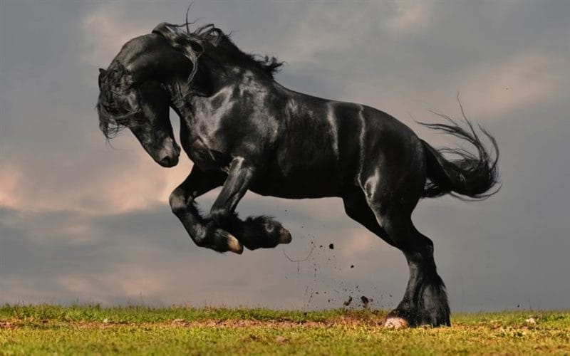 180 картинок с красивыми лошадьми #32