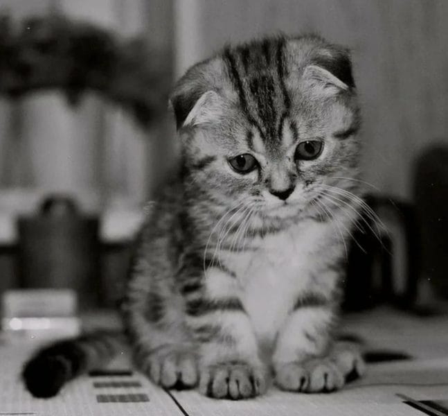 110 фото грустных и плачущих котиков и котят #58
