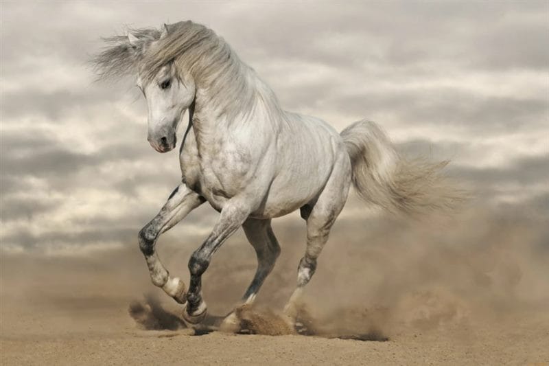 180 картинок с красивыми лошадьми #12