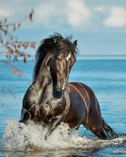 180 картинок с красивыми лошадьми #170