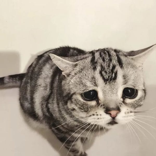 110 фото грустных и плачущих котиков и котят #80