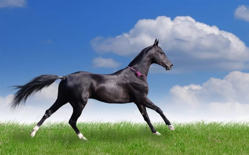 180 картинок с красивыми лошадьми #84