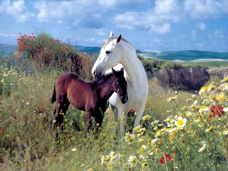 180 картинок с красивыми лошадьми #52