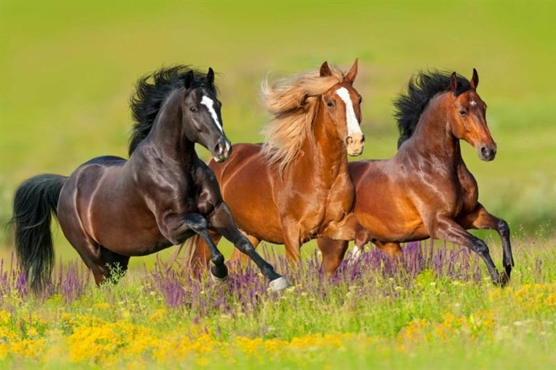 180 картинок с красивыми лошадьми #47