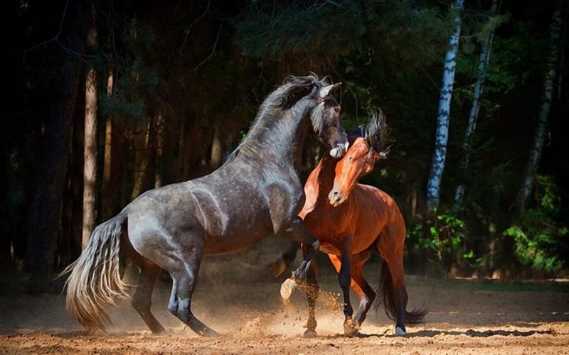 180 картинок с красивыми лошадьми #147
