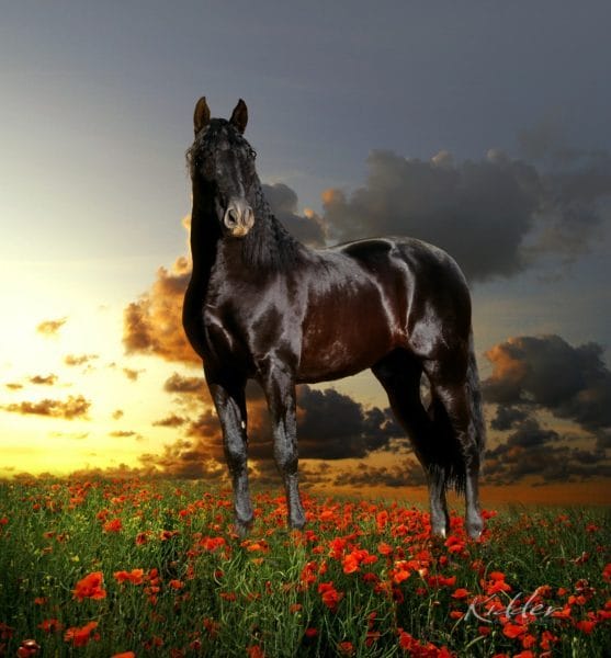 180 картинок с красивыми лошадьми #14