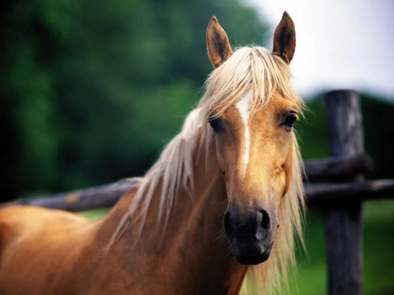 180 картинок с красивыми лошадьми #122