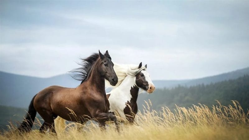 180 картинок с красивыми лошадьми #75