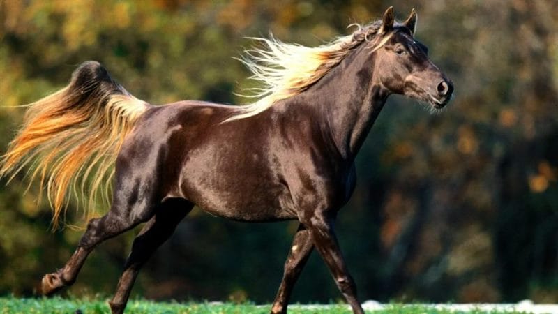 180 картинок с красивыми лошадьми #87