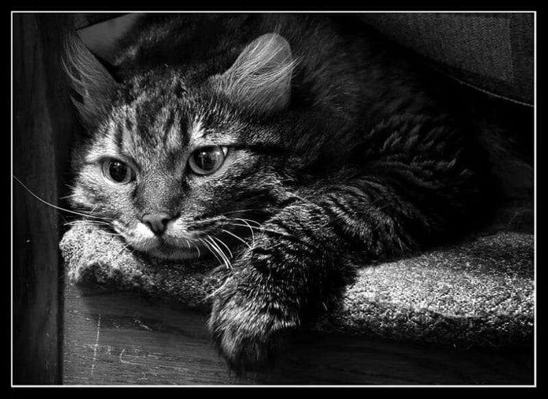 110 фото грустных и плачущих котиков и котят #77