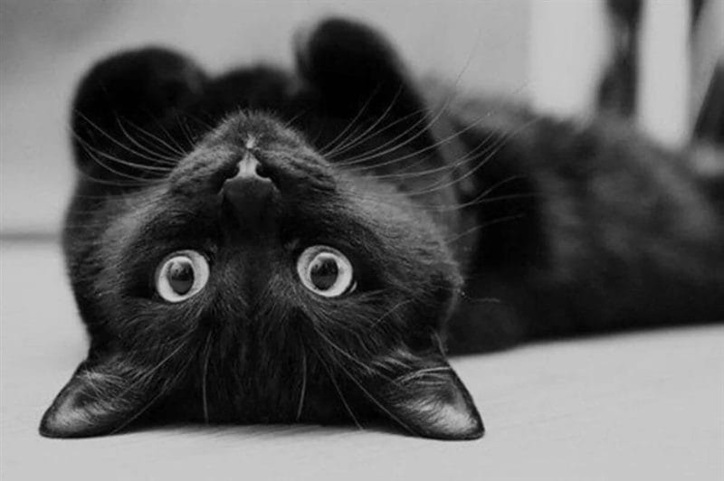 120 картинок с черными котами и котятами #104