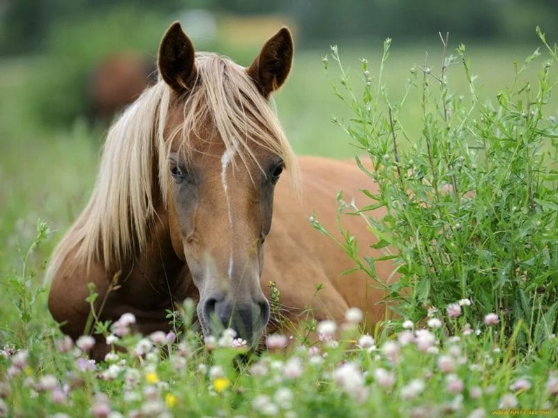 180 картинок с красивыми лошадьми #127