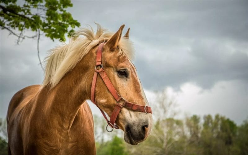 180 картинок с красивыми лошадьми #177