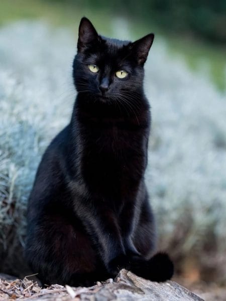120 картинок с черными котами и котятами #63