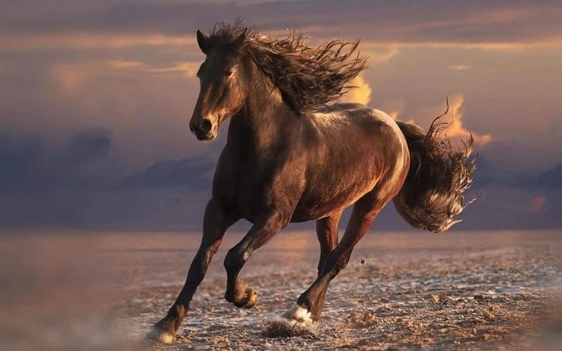 180 картинок с красивыми лошадьми #51