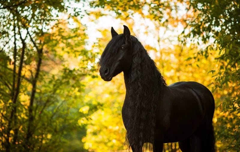 180 картинок с красивыми лошадьми #16