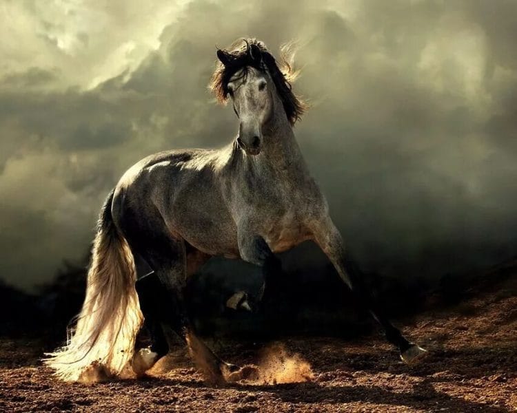 180 картинок с красивыми лошадьми #41