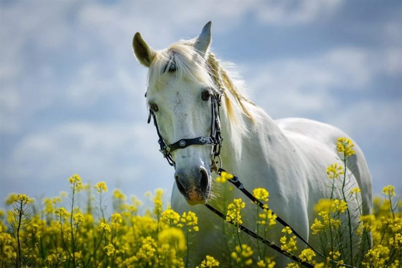 180 картинок с красивыми лошадьми #33