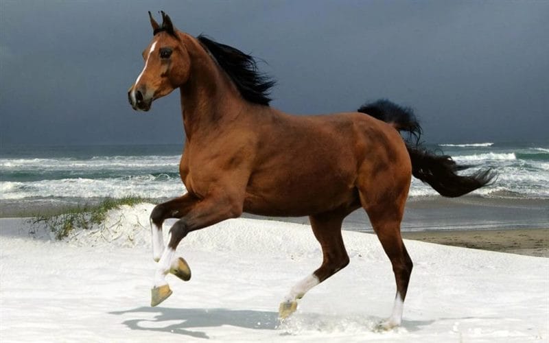 180 картинок с красивыми лошадьми #48