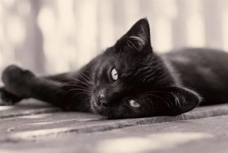 120 картинок с черными котами и котятами #33