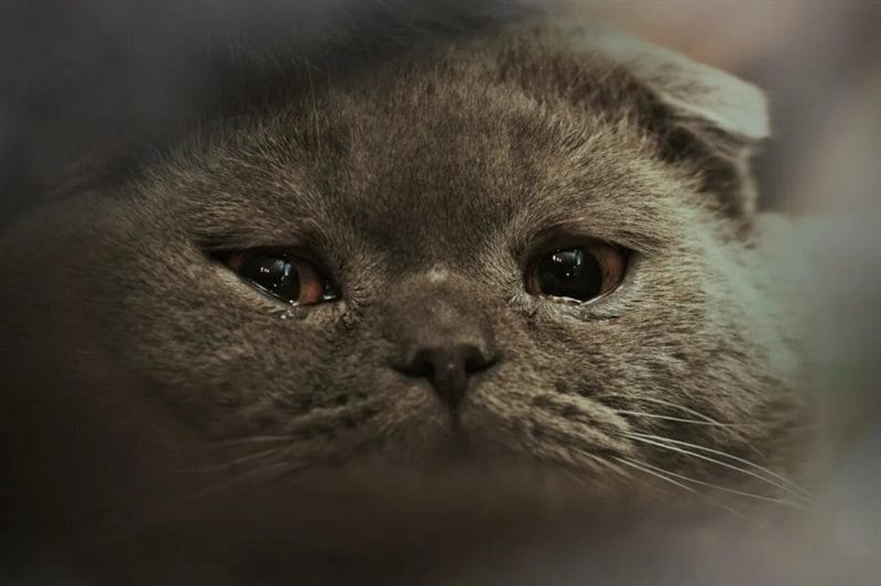 110 фото грустных и плачущих котиков и котят #108