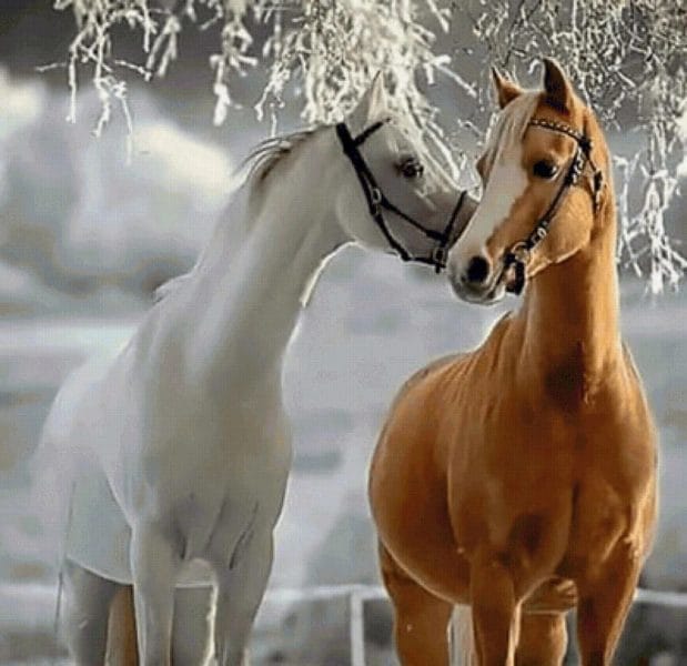 180 картинок с красивыми лошадьми #105