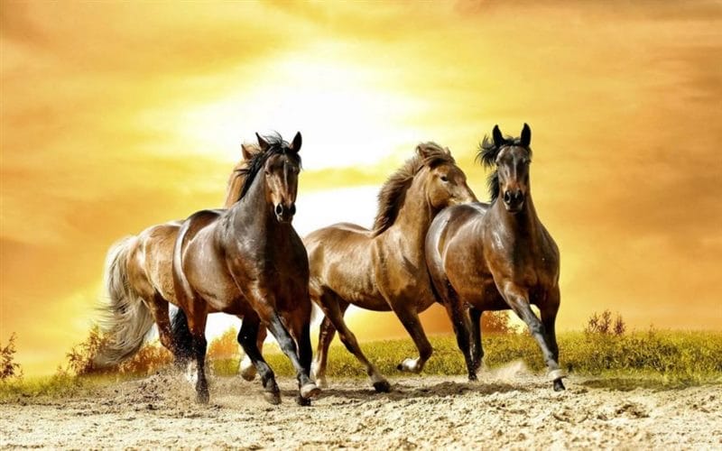 180 картинок с красивыми лошадьми #82